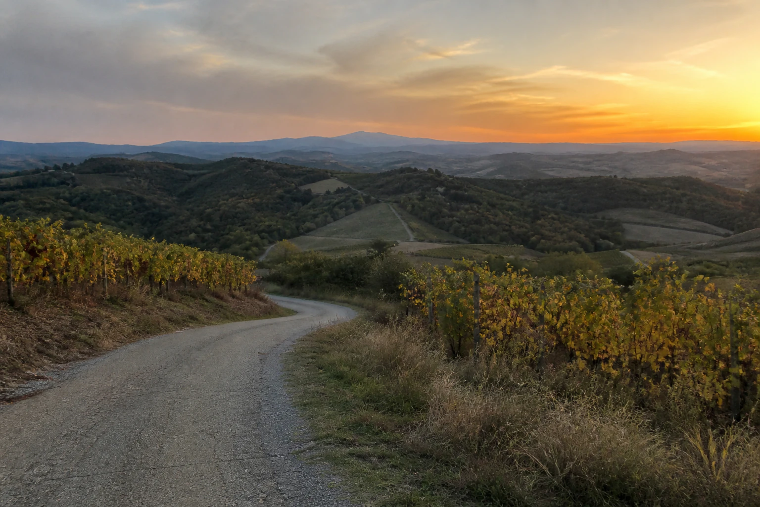 Source photograph of a couple walking together along a Tuscan vineyard road at sunset.