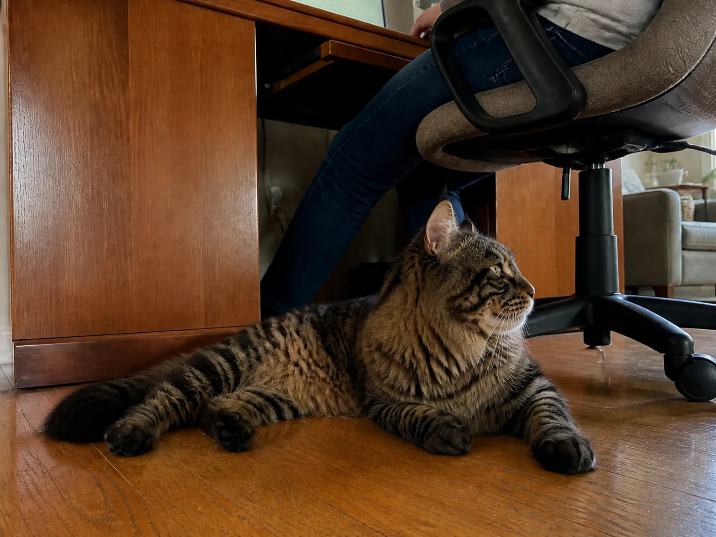 Milo stretched out beneath a desk chair.