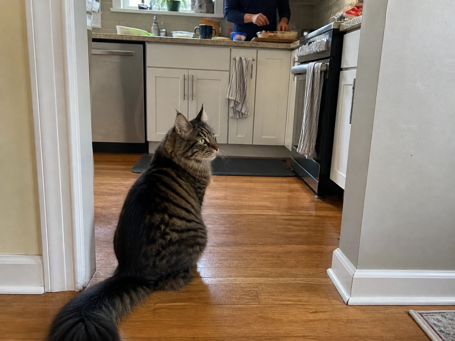 Milo sitting in the kitchen doorway and looking toward the room.