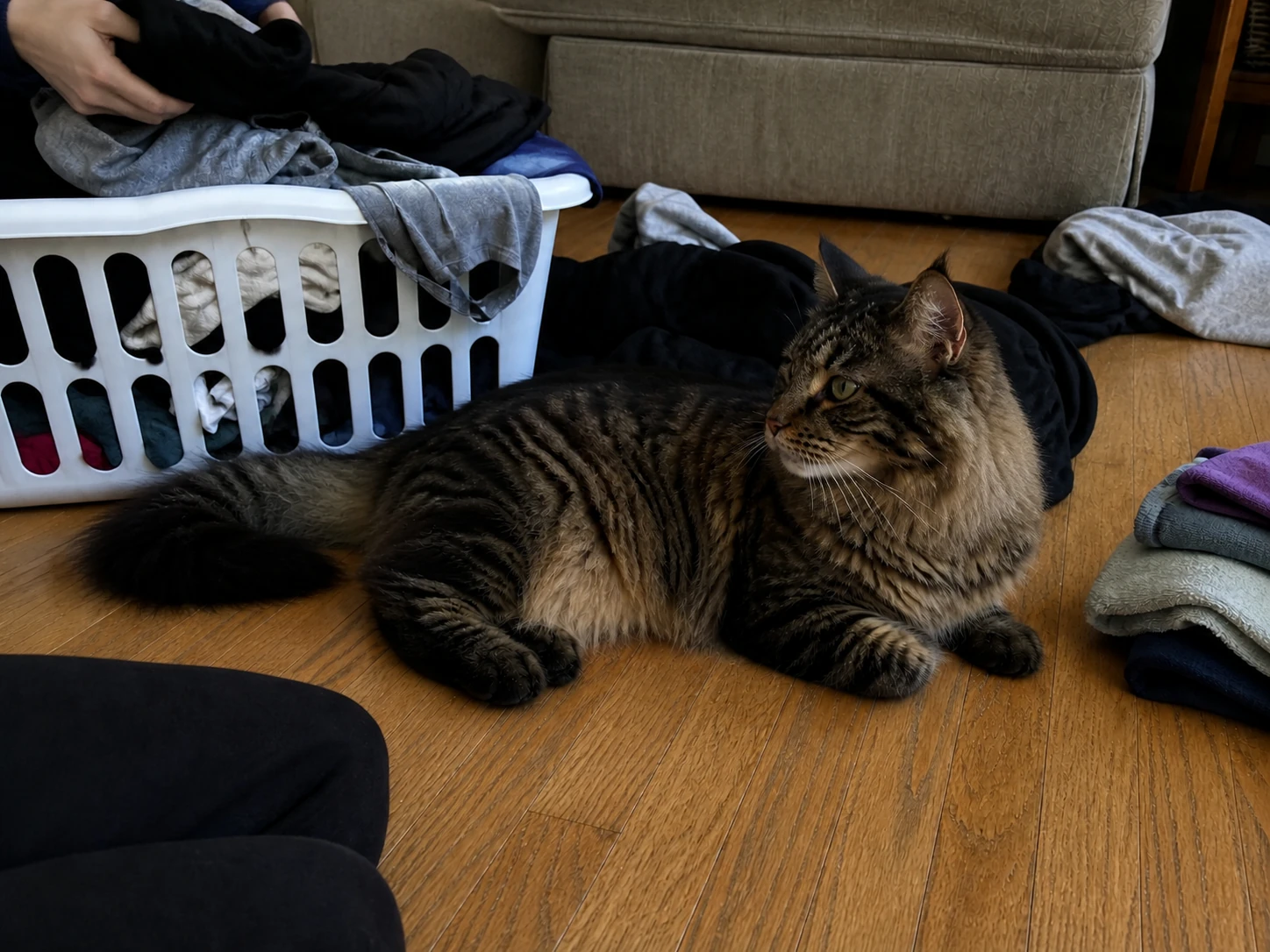 Milo resting on the floor beside a laundry basket.