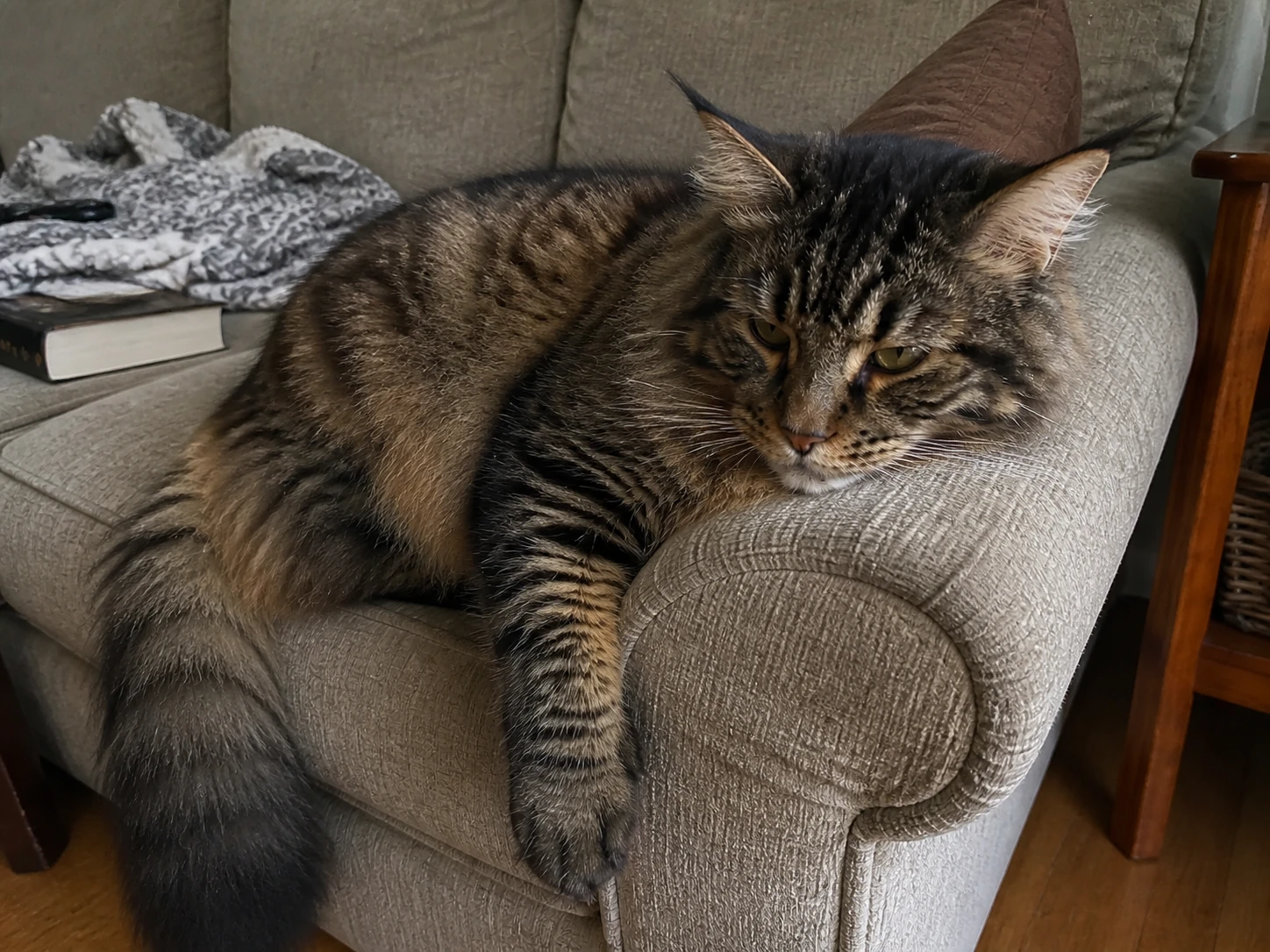 Milo resting on the arm of a living-room chair.