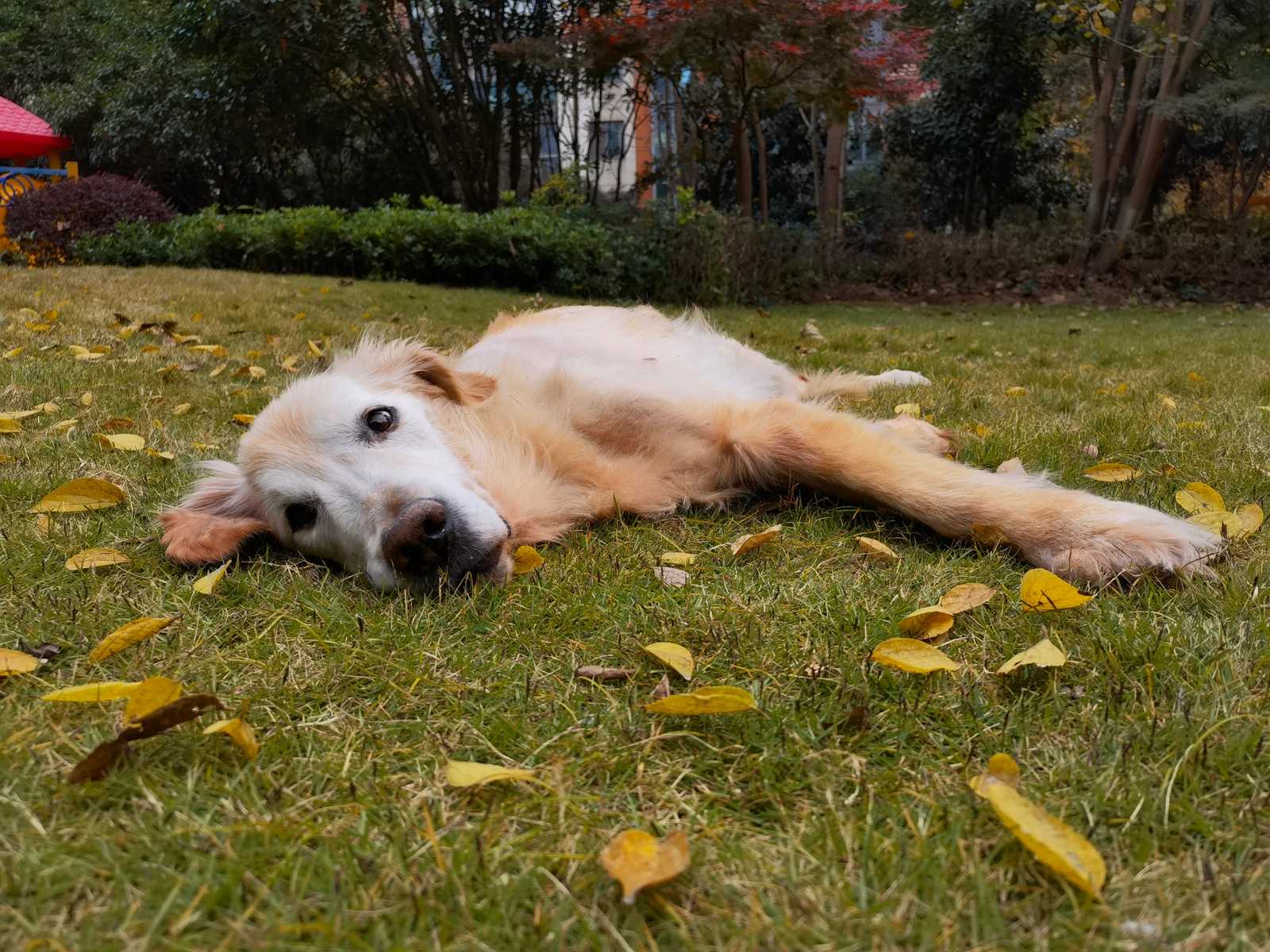 Senior Golden Retriever Qiqi lying on a lawn among fallen yellow leaves in 2021.